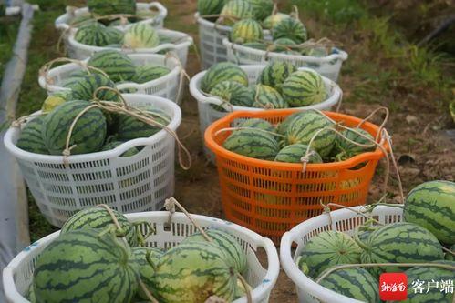 五一吃瓜网最新内容,热门事件背后的真相与内幕