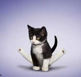 娱乐吃瓜酱小猫睡在哪里,揭秘萌宠的温馨睡眠角落